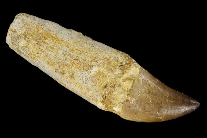 Fossil Rooted Mosasaur (Prognathodon) Tooth - Composite Tooth #116865